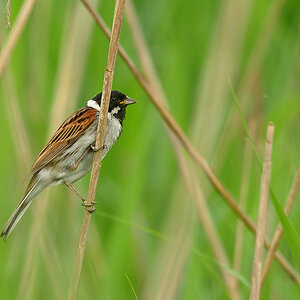 DSC 3582 Rohrammer 1000