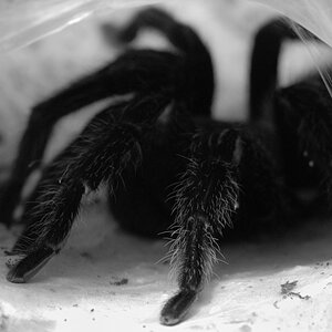 Spinne