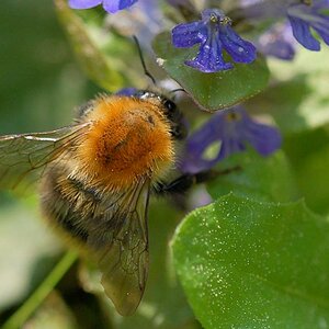 hummel