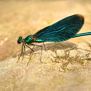DSC 3699 Blauflügel1000
