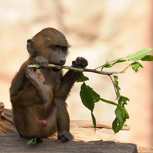 Appetit