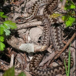 Vipera berus