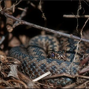 Vipera berus
