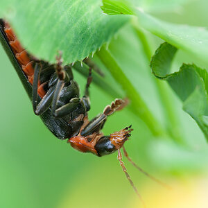 Soldatenkäfer 2012 05 27 01