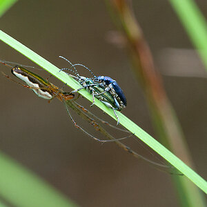 Käfer mit Spinne 2012 05 27 04