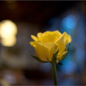 rose beim essen