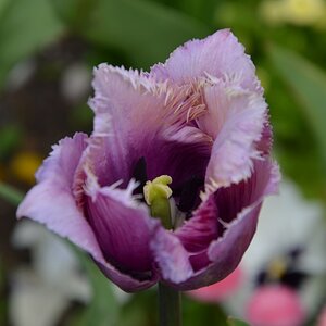 Tulpe I