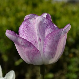 Tulpe II
