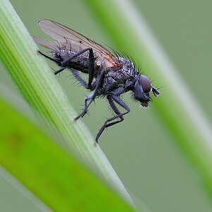 Fliege