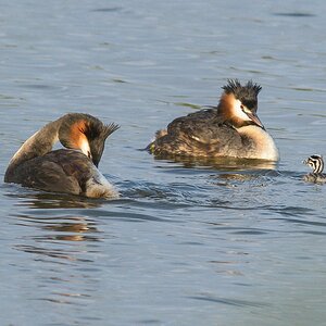 20120602 9660 [NIKON D7000] 500 mm,1 1000 Sek. bei ƒ   8,0