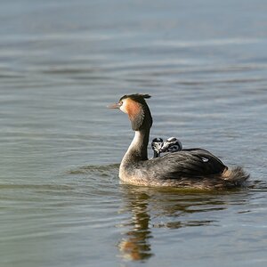 20120608 3801 [NIKON D4] 850 mm,1 1000 Sek. bei ƒ   8,0