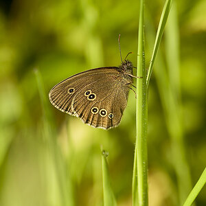 brauner waldvogel