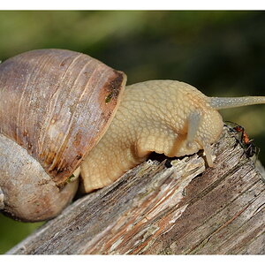 2012 06 Meran Schnecke1 DSF 4083