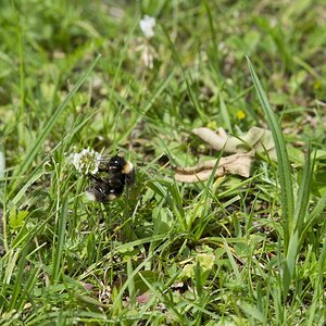 Hummel