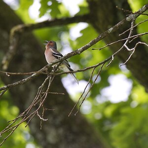 Vogel