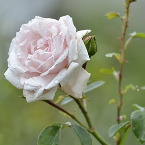 Rose 4.0