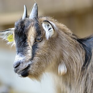Kleine Ziege 2.8
