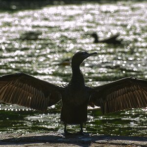 00196 Kormoran