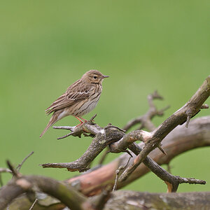120512 Wiesenpieper 043