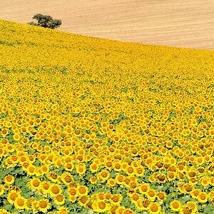 Sonnenblumen