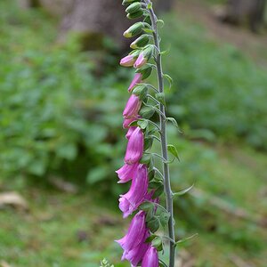 Hellenthal Wildg 2012 07 02 581