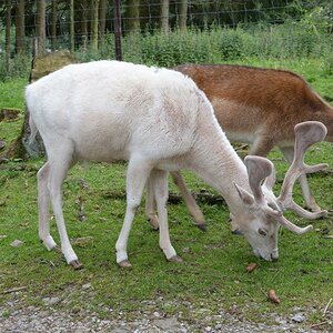 Hellenthal Wildg 2012 07 02 576