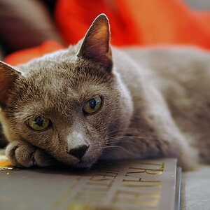 Zeigt her Eure Katzen
Galileo 02