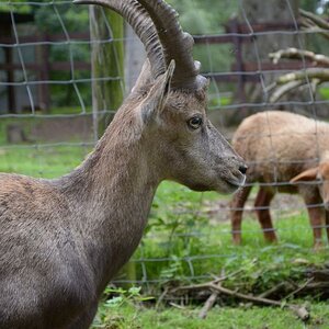 Hellenthal Wildg 2012 07 02 561