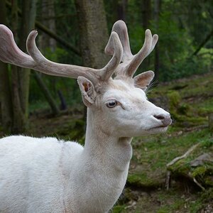Hellenthal Wildg 2012 07 02 557