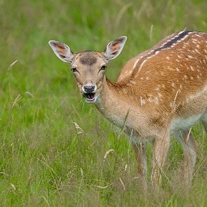 Hirsch