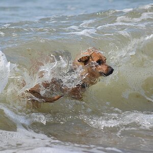 DSC 4788 Mylie an der Ostsee