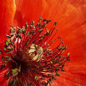 Mohn1
