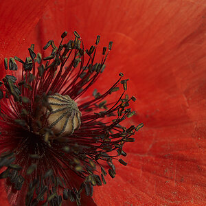 Mohn2