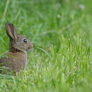 Wildkaninchen