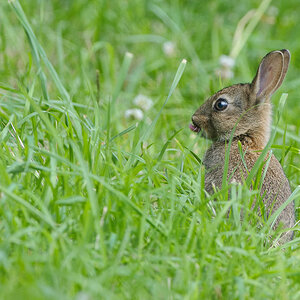 Wildkaninchen