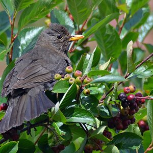 Apfelbeer Amsel NF
