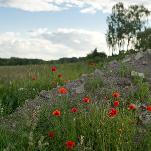 mohn und steine