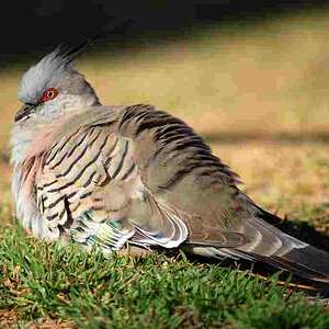 Crested Pigeon, Port Macquarie