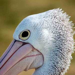 Australian Pelican, Port Macquarie