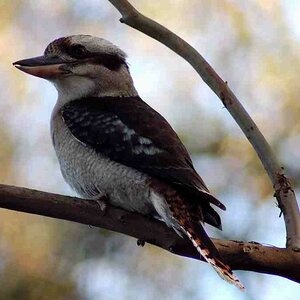 Kookaburra, Port Macquarie