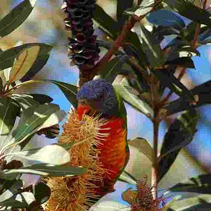 Rainbow Lorikeet, Byron Bay