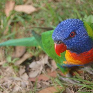 Rainbow Lorikeet, Lane Cove NP, Sydney