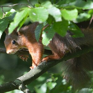 squirrel 2