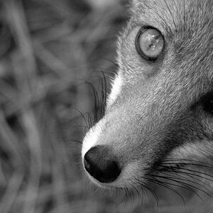 Fuchs 03 sw  D7K4588 NX2