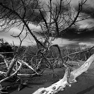 trees 0  D7K4548 1 NX2