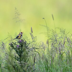 20120610 4260 [NIKON D4] 1000 mm,1 1000 Sek. bei ƒ   8,0