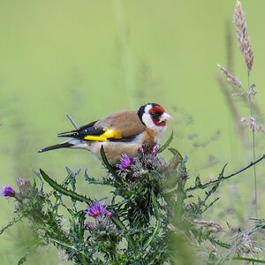 20120610 9415 [NIKON 1 V1] 1000 mm,1 80 Sek. bei ƒ   9,0