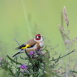 20120610 9418 [NIKON 1 V1] 1000 mm,1 80 Sek. bei ƒ   9,0