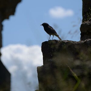 Vogel auf Mauer