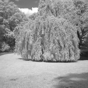 Weide 2012 06 23 180 sw